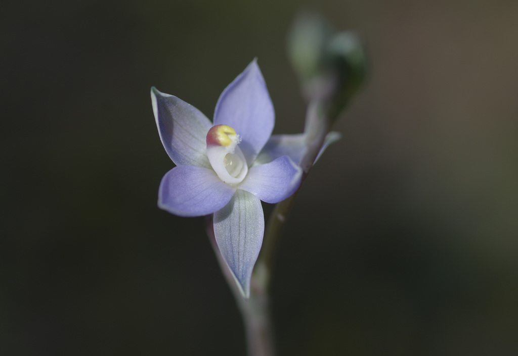 slender sun-orchid