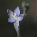Thelymitra pauciflora - Photo (c) geoffboyes, algunos derechos reservados (CC BY-NC), uploaded by geoffboyes