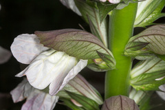 Acanthus mollis