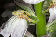 Acanthus mollis