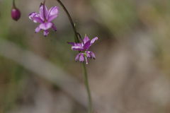 Arthropodium minus