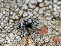 Pellenes geniculatus