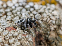 Pellenes geniculatus