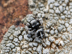 Pellenes geniculatus