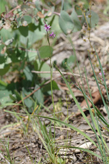 Arthropodium minus