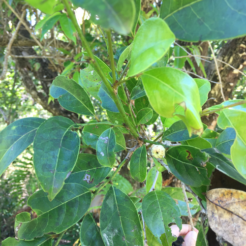 Glochidion harveyanum, 2025-08-17