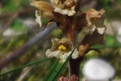 Orobanche lutea