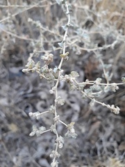 Atriplex leucoclada