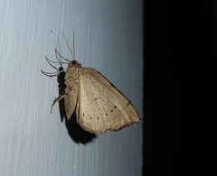 Sestra humeraria