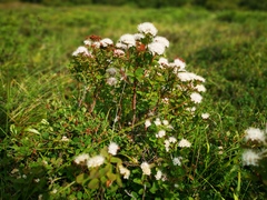 Spiraea beauverdiana