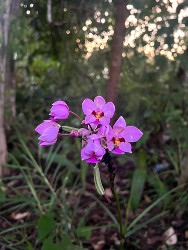 Spathoglottis plicata