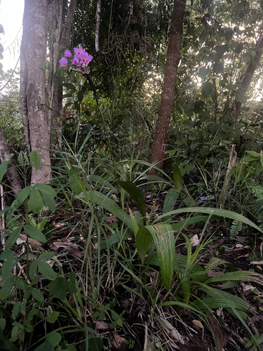 Spathoglottis plicata