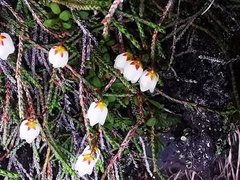 Cassiope lycopodioides