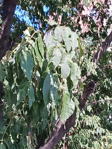 Manchurian Ash (Fraxinus mandshurica)