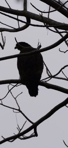 Crested Serpent-Eagle