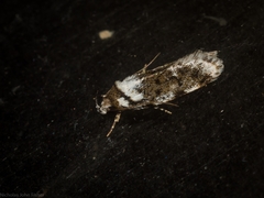 Barea synchyta