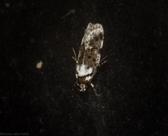 Barea synchyta