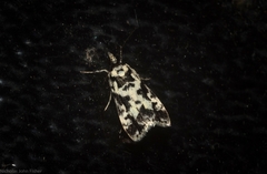 Eudonia aphrodes