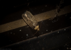 Mimobrachyoma maculifera