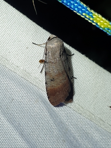 Snowy Dart (Anicla illapsa)