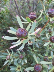 Leucadendron glaberrimum erubescens