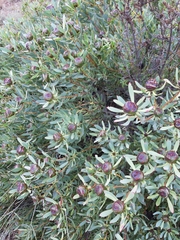 Leucadendron glaberrimum erubescens