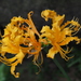 Golden Spider-Lily - Photo no rights reserved, uploaded by 葉子