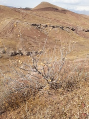 Zygophyllum atriplicoides