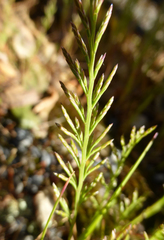 Catapodium rigidum