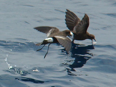 Wilson's Storm Petrel photo 6