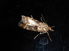 Eudonia luminatrix