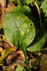 Puccinia arenariae
