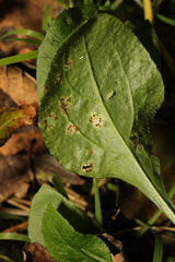 Puccinia arenariae