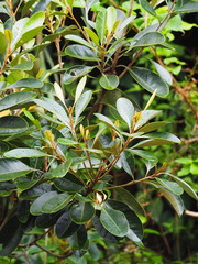 Planchonella obovata