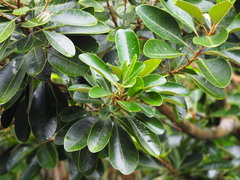 Planchonella obovata