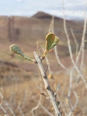 Zygophyllum atriplicoides