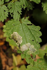 Agromyza anthracina