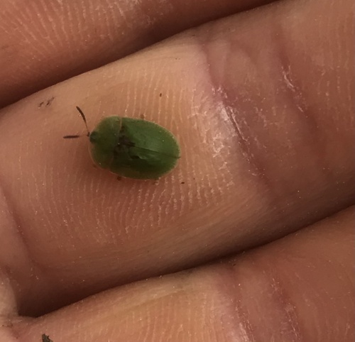 Photo of Thistle Tortoise Beetle (Cassida rubiginosa)