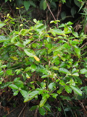 Croton cascarilloides