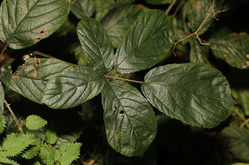 Image of Newbould's Bramble (Rubus newbouldii) by no rights reserved