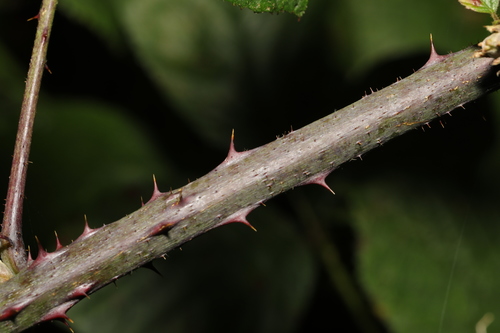 Image of Newbould's Bramble (Rubus newbouldii) by no rights reserved