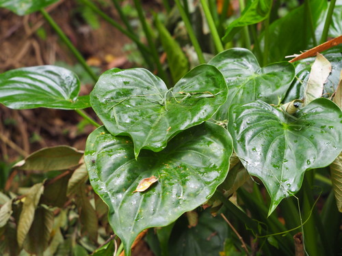 Alocasia cucullata