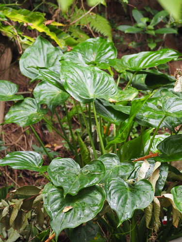 Alocasia cucullata