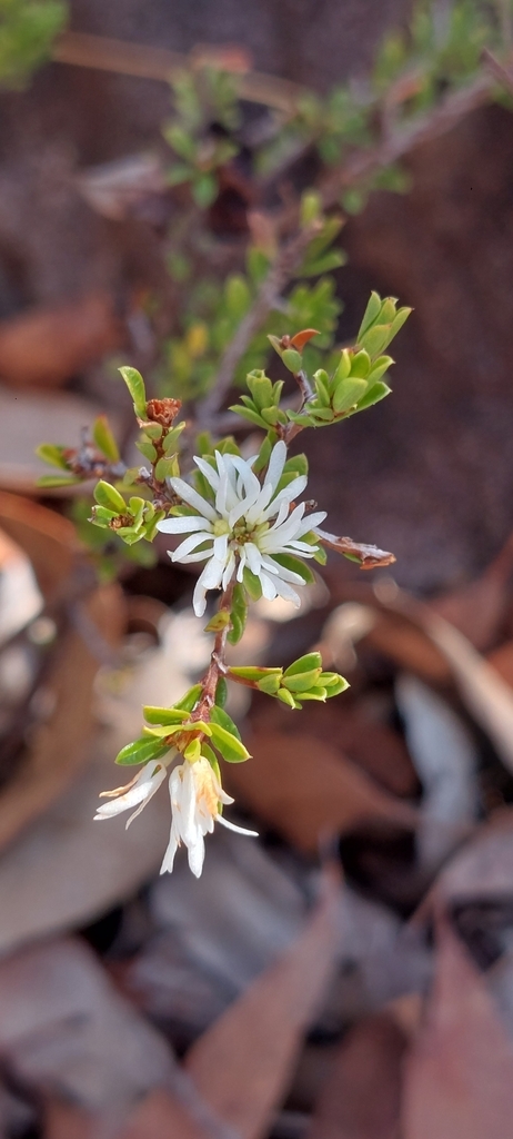 Pseudanthus pauciflorus