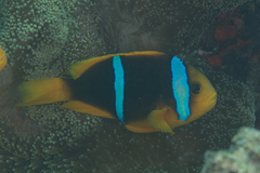 Amphiprion chrysopterus