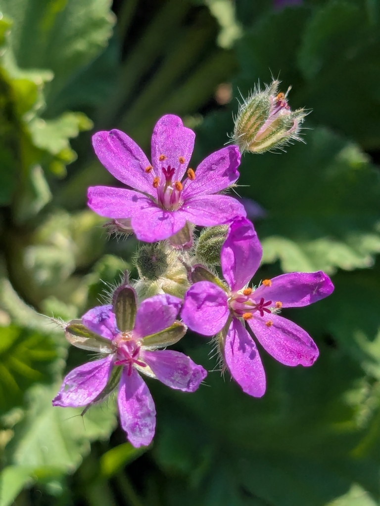 Mediterranean stork's bill (Erodium malacoides)