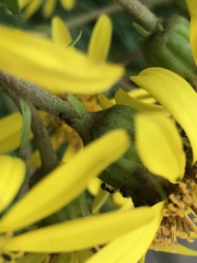 Pristomyrmex punctatus