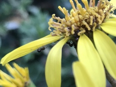 Pristomyrmex punctatus