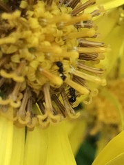 Pristomyrmex punctatus