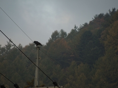 Corvus macrorhynchos